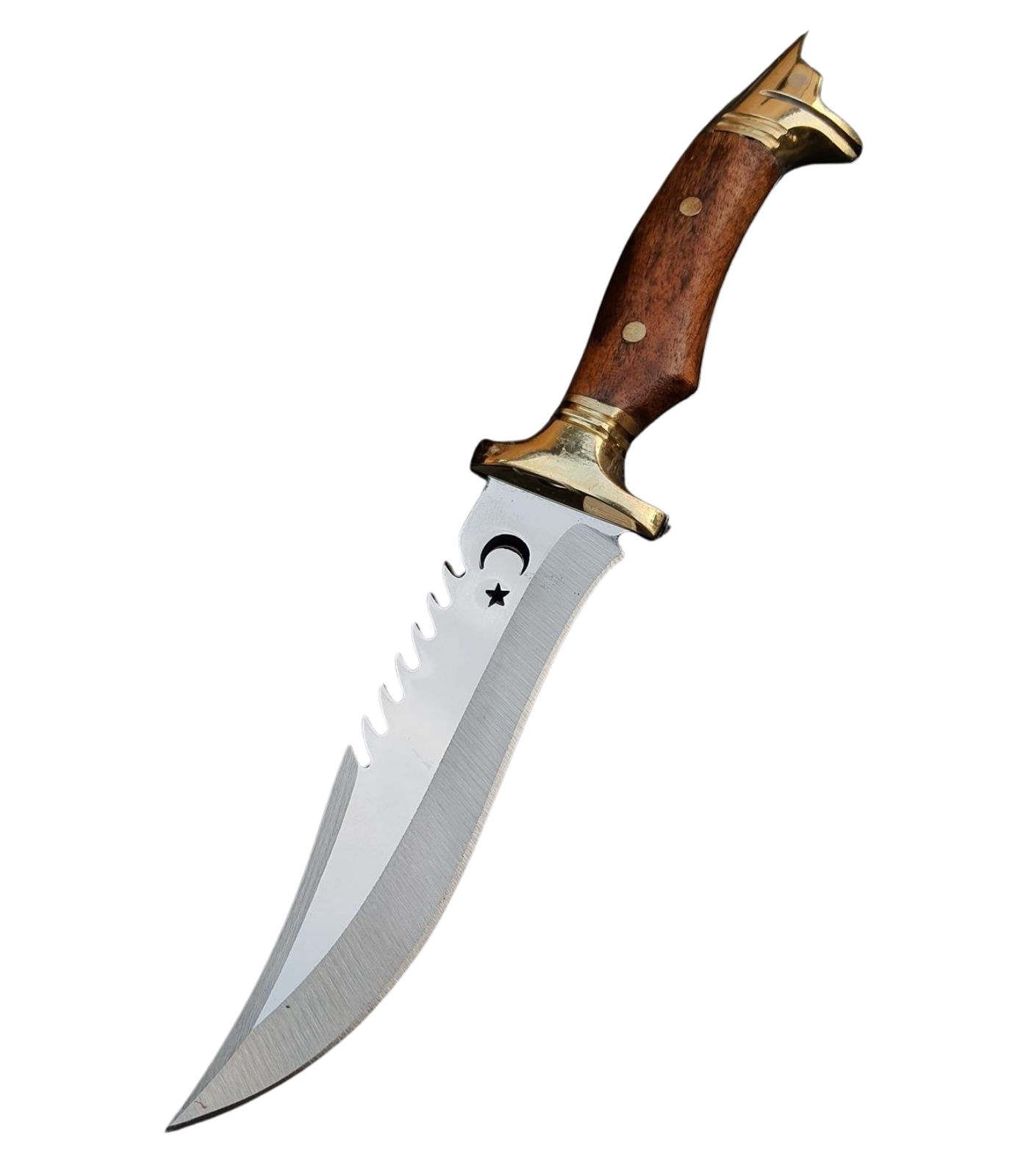 1 Kurt Başlı Kasatura (25 cm) - Görsel 1